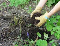 Check spelling or type a new query. Ask An Expert Think Twice Before Installing Weed Barrier Under Mulch Oregonlive Com