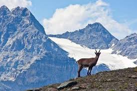 Quali sono le date del viaggio? Parco Dello Stelvio Al Via L Iter Per Il Regolamento Merano Alto Adige