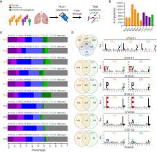 Integrated Immunopeptidomic and Proteomic Analysis of COVID-19 lung  biopsies - Frontiers