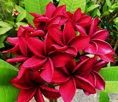 Deep deep red flower, best of all deep red plumeria. Black Red Sacred Garden Frangipanis