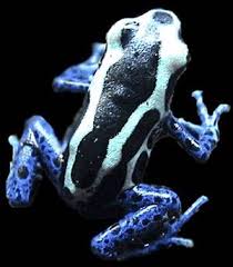 Toxic Animals Pic Heavy Journals Cafemom Dart Frog Poison Dart Frogs Frog