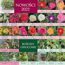 Learn how to prune to get the most flowers from your plants. Neuheiten Clematis Zrodlo Dobrych Pnaczy