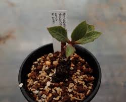 Image result for Monadenium discoideum