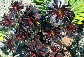 Whether you already have cactus plants in your home or you're thinking about picking up a few from your local greenhouse, these are the things you need to learn about how to care for a. Aeonium Arboreum Zwartkop Black Rose Succulent Plant Guide Photos