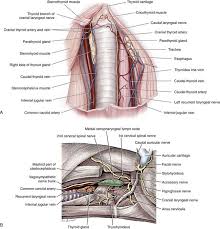 It consists of two lobes (left and right), which are connected by a central isthmus anatomical relations. Thyroid And Parathyroid Glands Veterian Key
