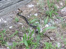 Contrary to common belief, garden snakes don't always pose a threat. The Eastern Garter Snake A Common Garden Snake Oakland County Blog