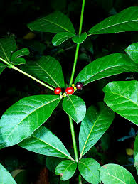 Image result for Rauvolfia afra