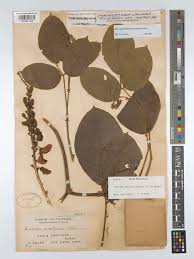 Image result for Macropsychanthus