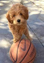 Why buy a goldendoodle puppy for sale if you can adopt and save a life? The Harris Farm Mini Goldendoodles