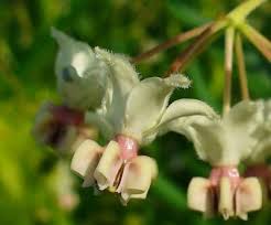Image result for Gomphocarpus fruticosus