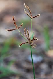 Image result for Cyperus luteus