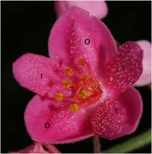 Image result for Afrobrunnichia erecta