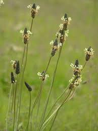 Image result for Cyathula lanceolata