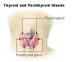 Endocrine Surgery Thyroid Nodules