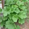 Hollyhocks are biennial plants in many climates, meaning they grow leaves the first year and flower, seed, and die the next. 1