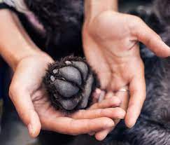 Presence of family and friends: A Vet S View Of In Home Pet Euthanasia