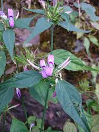 Image result for Dicliptera sp. B