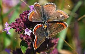 Image result for Agelanthus sp. aff. A. brunneus