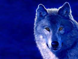 blue wolf desktop nexus wallpapers animals wolf background wolf wallpaper