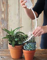 Unlike other plants, succulents and cactus need very little water to survive. Easy Way To Water Succulents Cacti Garden Gate