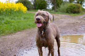 Our dogs are truly world class. Slovakian Rough Haired Pointer Dogs Breed Information Omlet