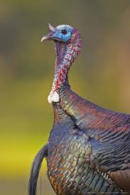 Wild Birds That Look Like Turkeys Wild Turkey Meleagris Gallopavo Eastern Turkey Turkey Bird Bird Hunting Pet Birds