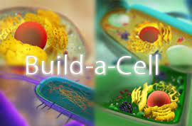 Cell games is an entertainment platform that offers free game. Build A Cell The Science Game Center