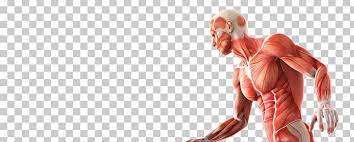 Skeletal Muscle Anatomy Human Skeleton Human Body Png Abdomen Anatomy Arm Biomechanics Chest Skeletal Muscle Anatomy Skeletal Muscle Muscle Anatomy