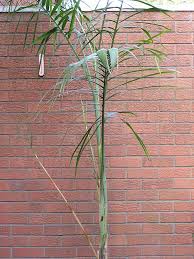 Image result for Chamaedorea radicalis
