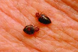 Bed Bugs Vs Fleas Difference And Comparison Diffen
