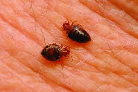 bed bugs vs fleas difference and comparison diffen