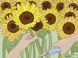 Bentuk dari bunga matahari biasa besar gagah. 4 Cara Untuk Mengeringkan Bunga Matahari Wikihow