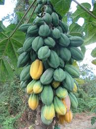 Image result for Vasconcellea pubescens