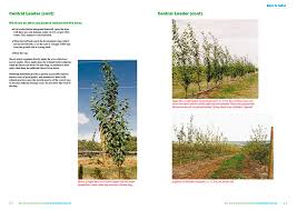 We did not find results for: Orchard Manual To Grow Plums On High Density Systems