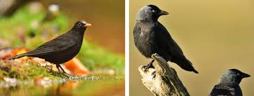 Un petit oiseau (moineau), inspiré par la mascotte de twitter. Les Oiseaux Noirs Du Plus Petit Au Plus Grand Notre Nature