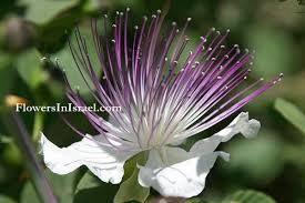 Image result for Capparis citrifolia