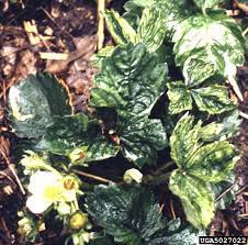 Hvorfor går min cyclamen leaves yellow? Cyclamen Plant Leaves Turning Yellow Why Are My Cyclamen Leaves Going Yellow