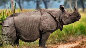Gajah, harimau, badak bercula dua. Persebaran Flora Dan Fauna Di Indonesia Insan Pelajar