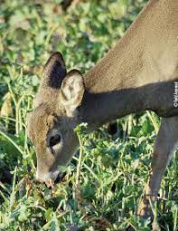 Kgfw is proud of its locally produced programs like breakfast flakes with andy, liz, dave, dallas and reido; Button Head Borderline The Correct Harvest Decisions Will Maximize Buck Size Mossy Oak