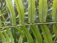 Image result for Nephrolepis biserrata