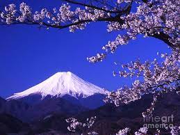 Mount Fuji And Cherry Blossoms Photograph By Pg Reproductions