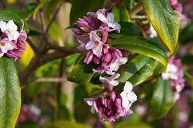 Daphne mezereum, daphne jezoensis, and daphne odora are susceptible to virus infection. How To Grow Daphnes Rhs Gardening