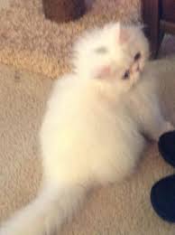 These adorable kittens are available for adoption in cleveland, ohio. Persian Cat For Sale Ohio