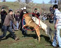 kopek dovusleri hurriyet basinda haytap kurumsal haytap hayvan haklari federasyonu