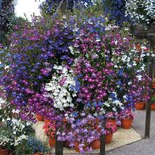 Image result for Lobelia flaccida