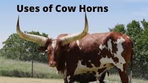 Uses Of Cow Horns Cow Horns Uses Of Cow Cow