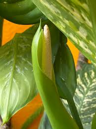 Image result for dieffenbachia flower