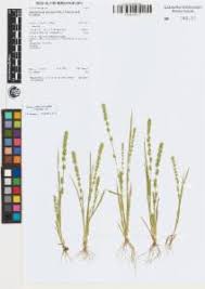 Image result for Elytrophorus spicatus