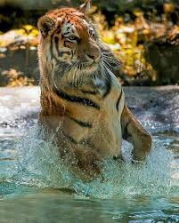 Amazing Pictures On Twitter Animals Beautiful Tiger In Water Big Cats