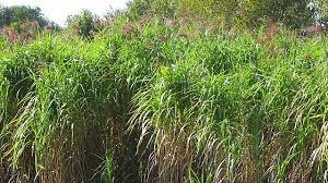 Miscanthus Chinaschilf Im Garten Pflege Tipps Chinaschilf Schilf Garten Lavendel